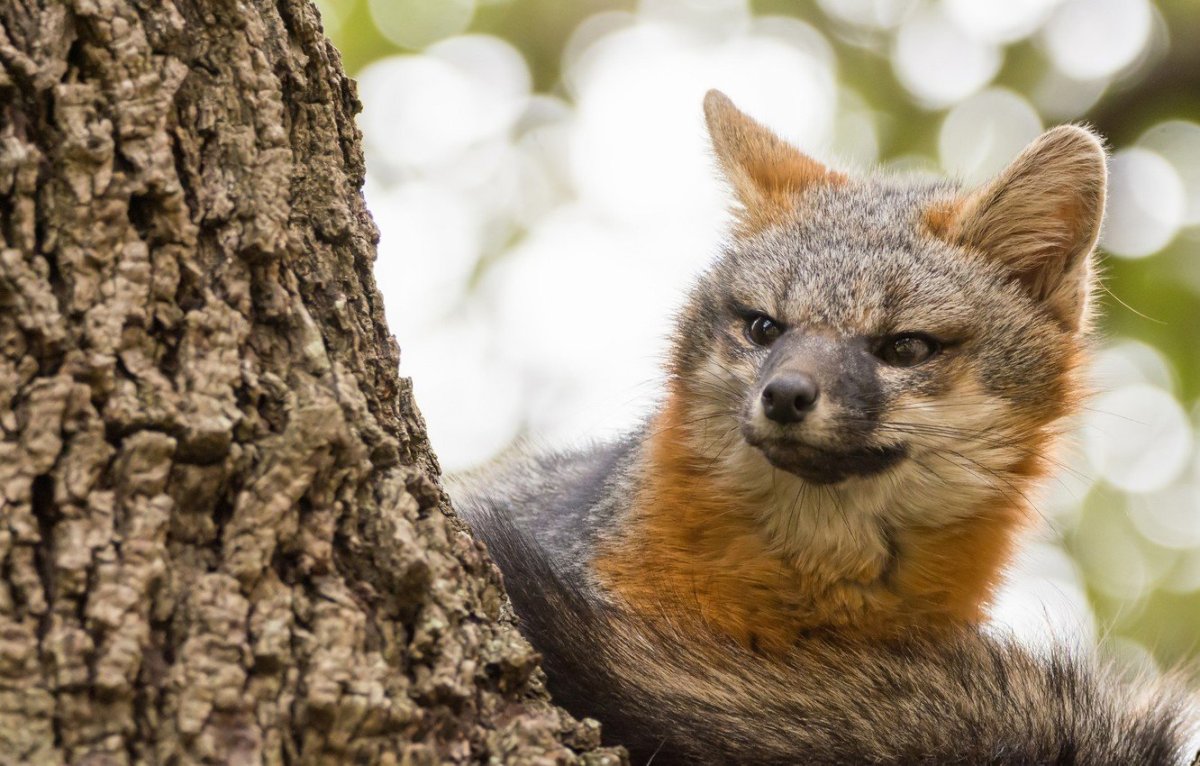 Тибетская лиса