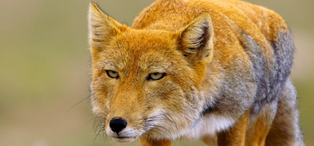 Тибетская лиса в солнечных очках