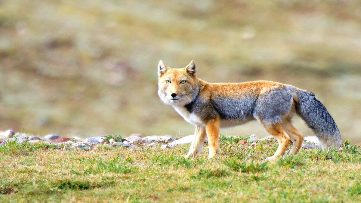 Тибетская Песчаная лиса