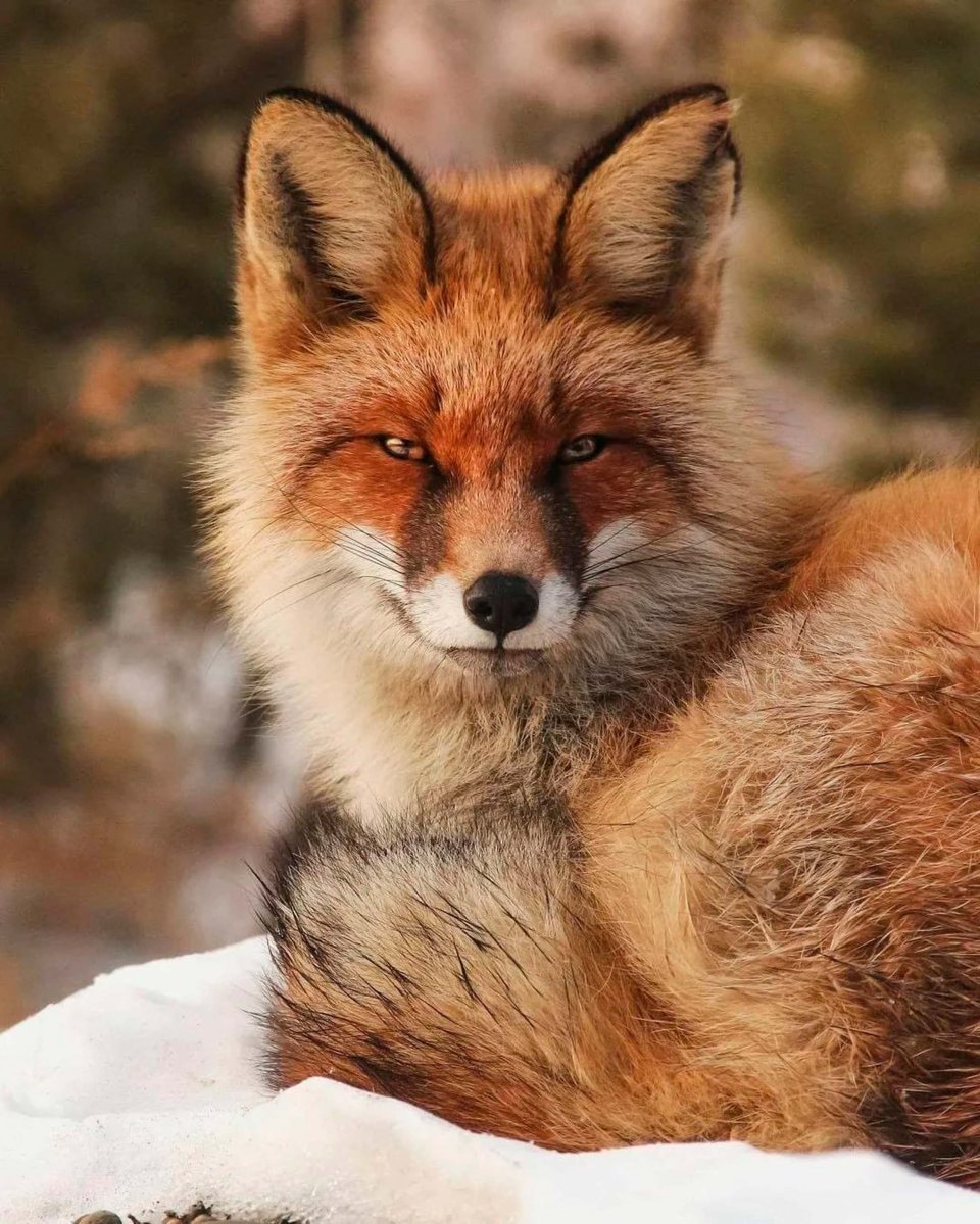 Гордая лиса