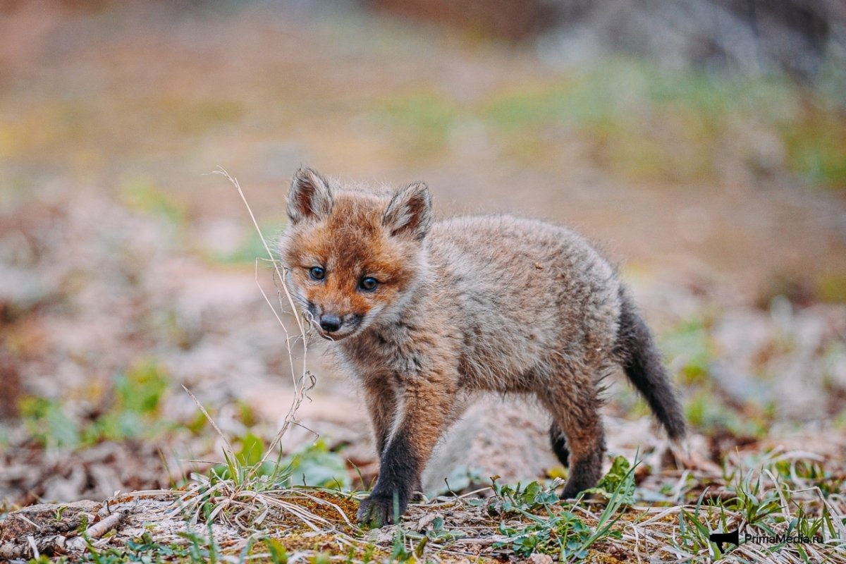 Арктический Лисёнок фото с Лисёнком