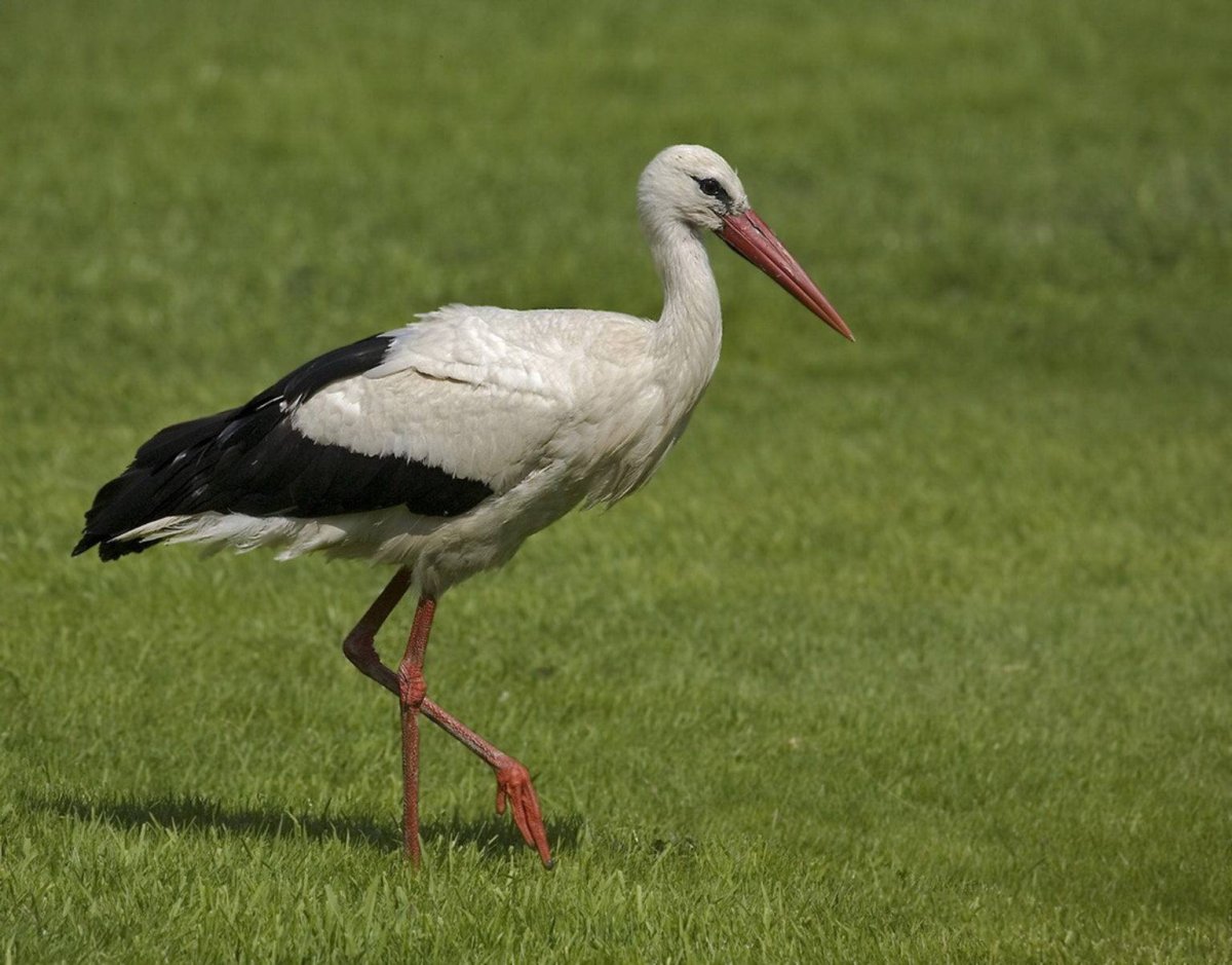 Белобрюхий Аист