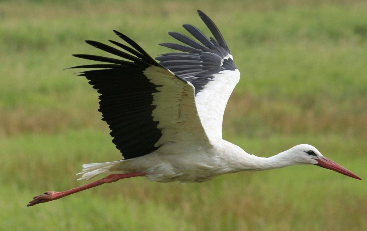 Красивый Аист