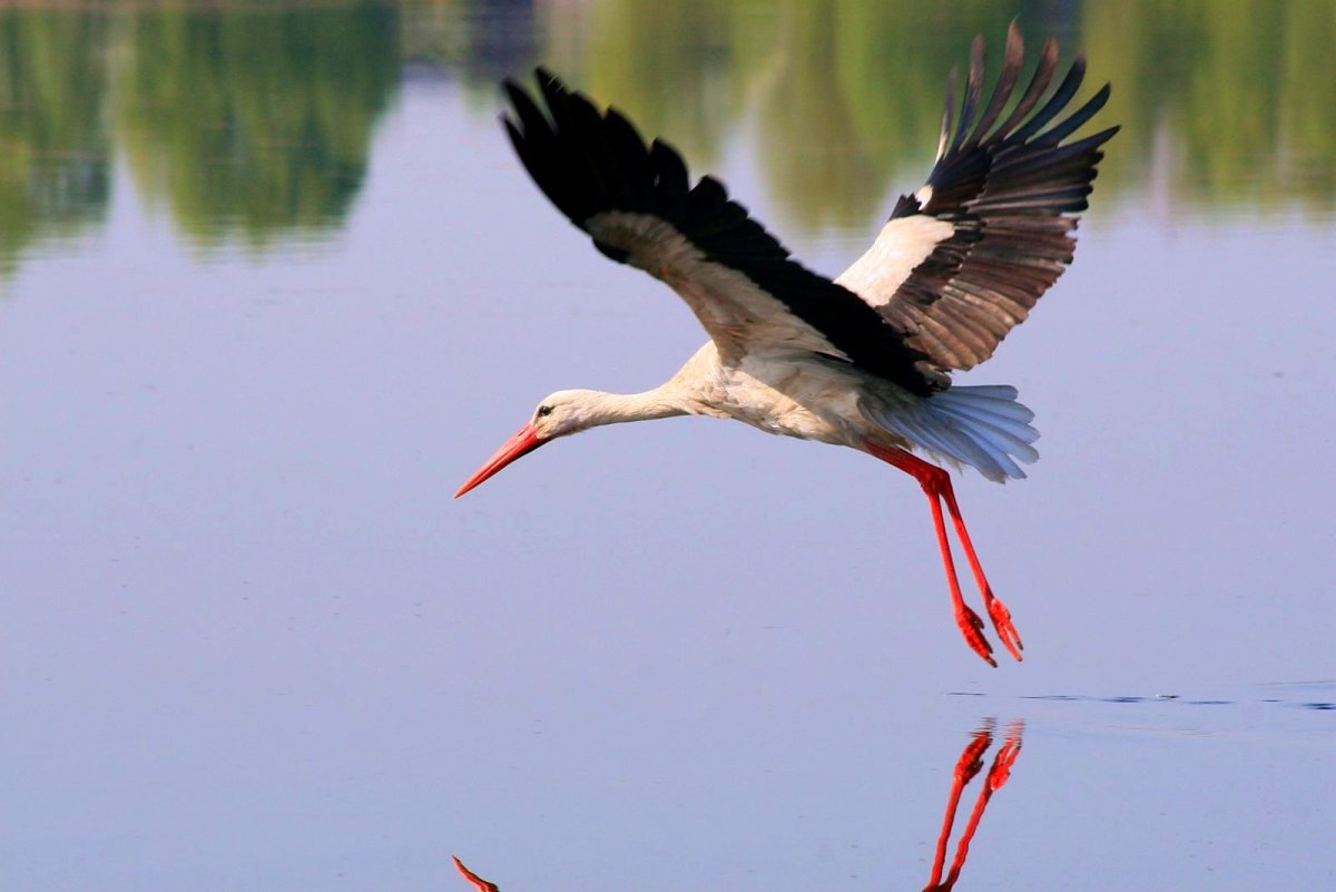 Белорусский Бусел