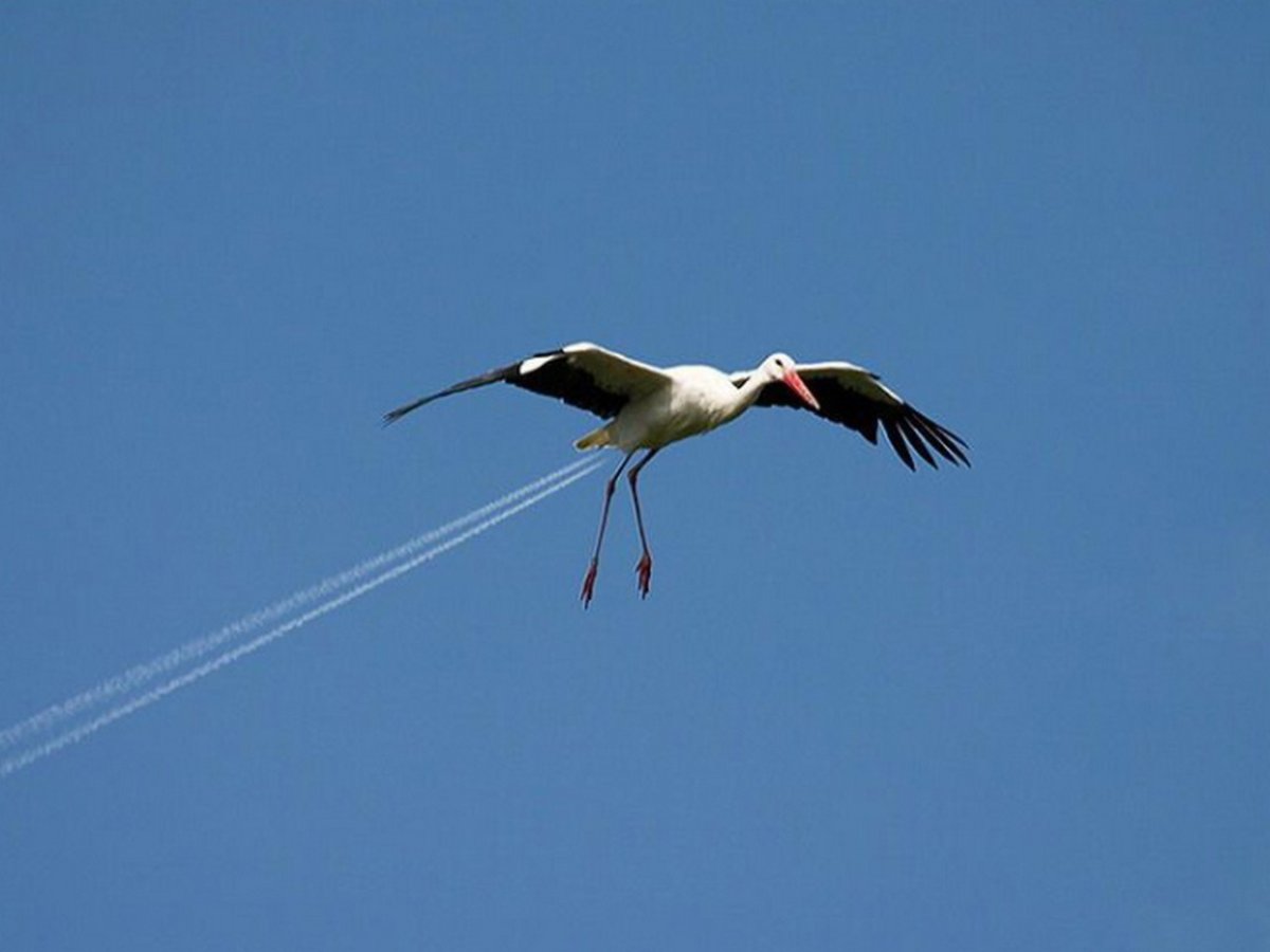 Смешной Аист