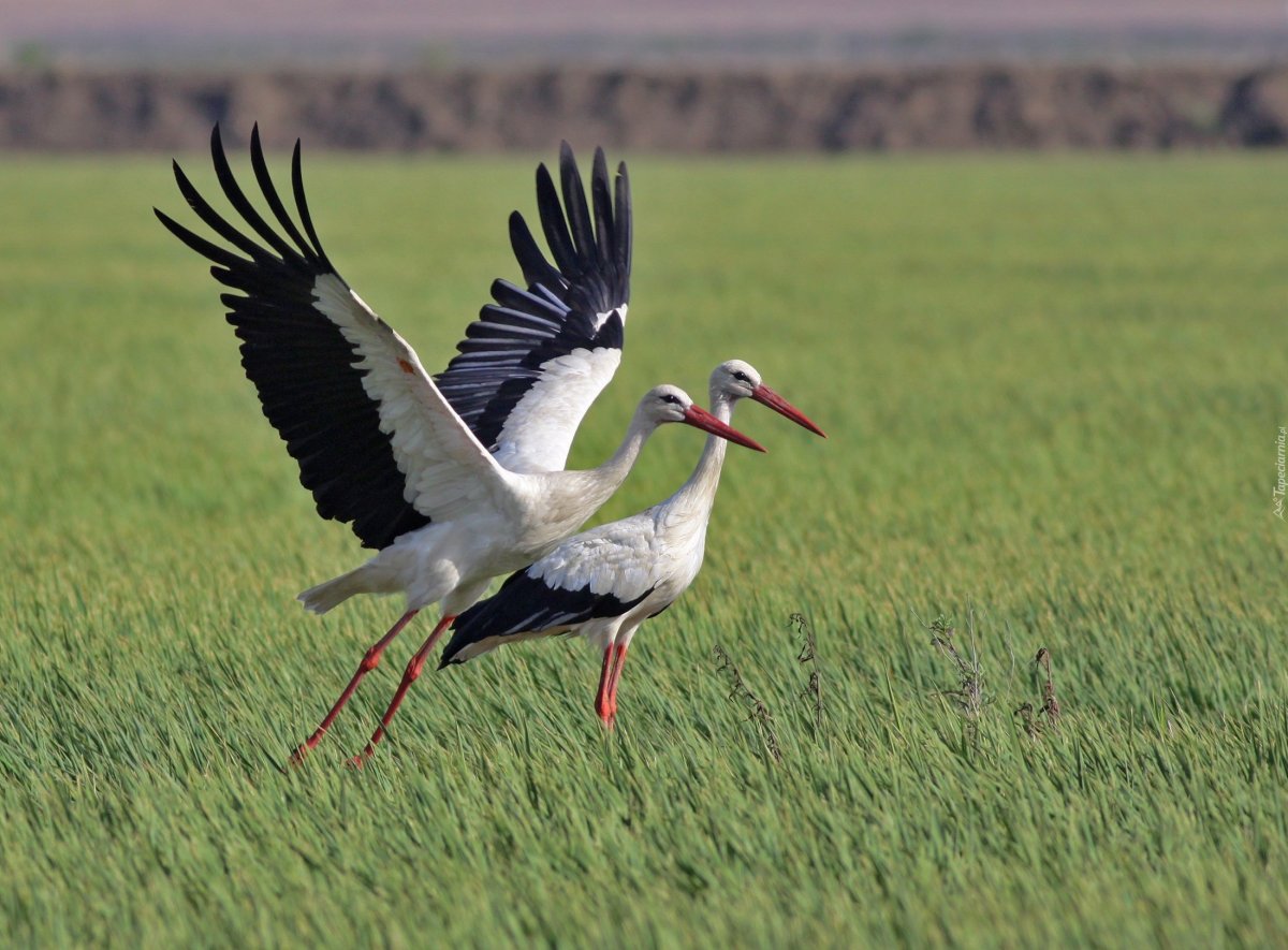 Белоруссия с аистами поле