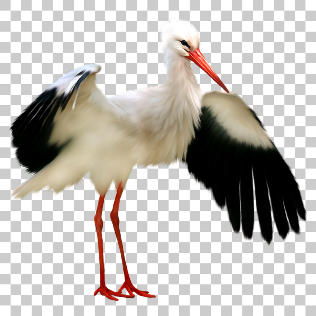 Аист на белом фоне