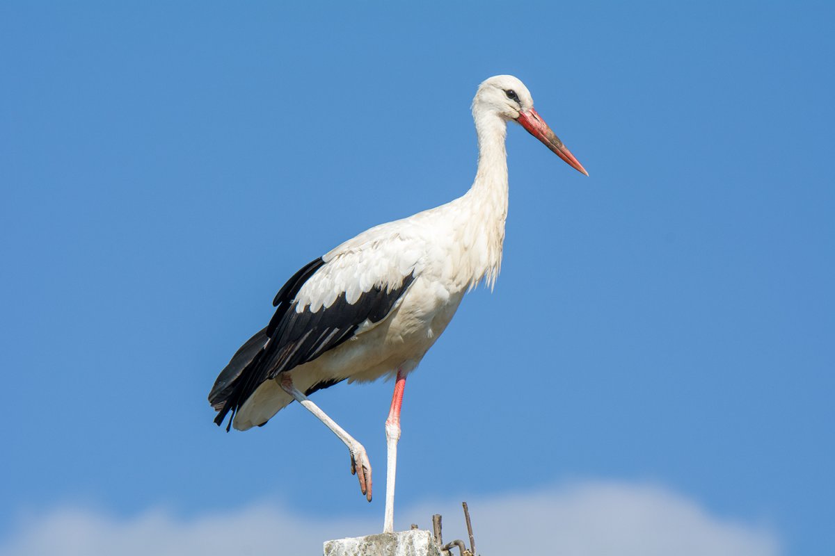 Краснокнижный Аист белый