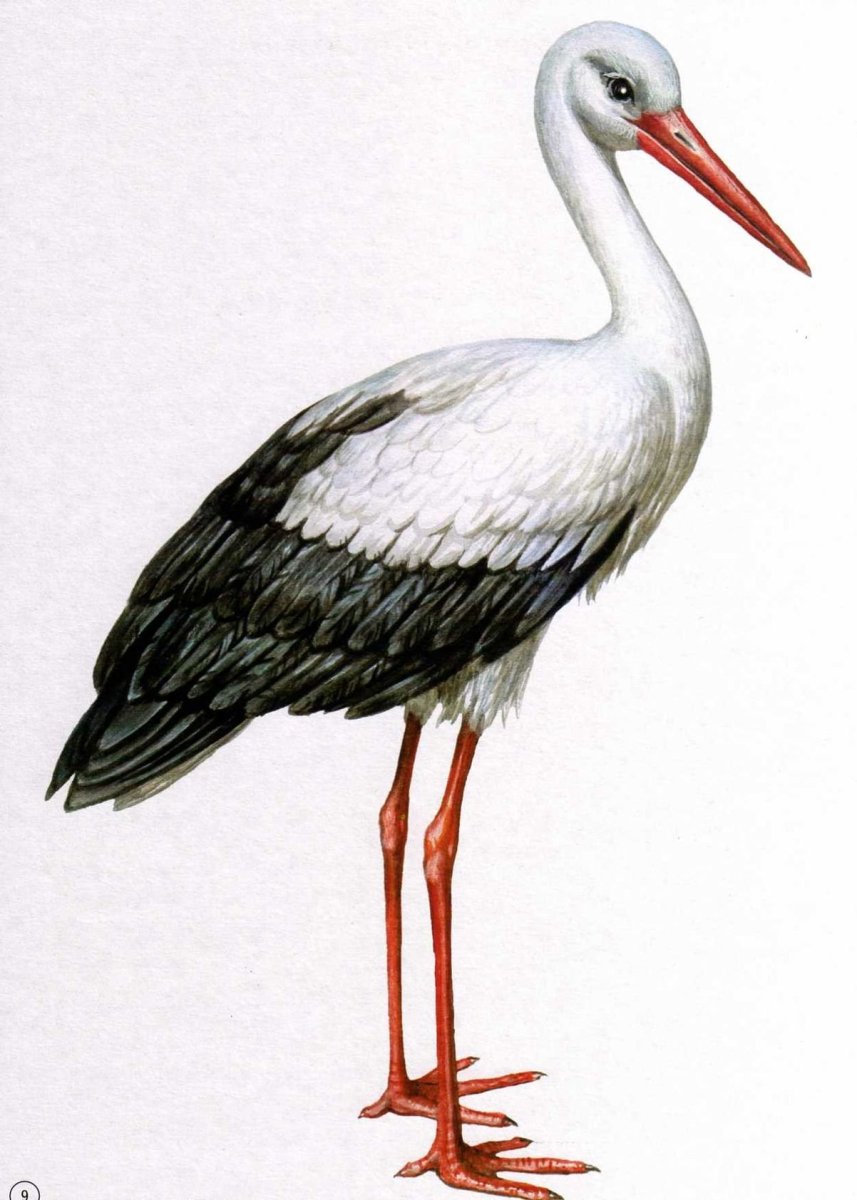 Перелетные птицы Аист Ласточка Дикая утка дикий Гусь Грач журавль