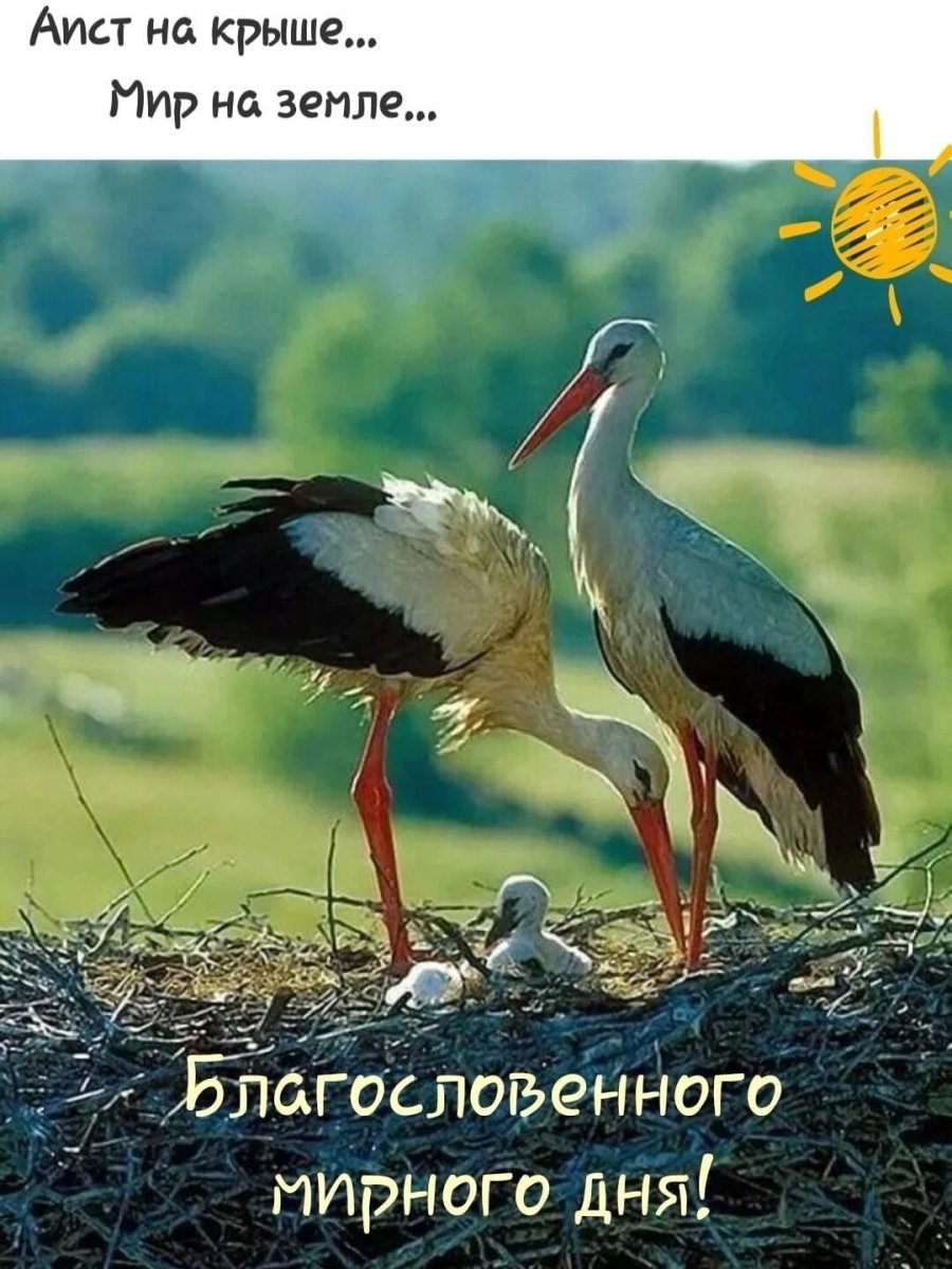 Семейство аиста белого