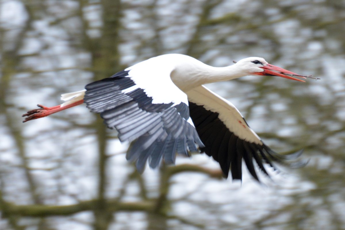 Белый Аист птица