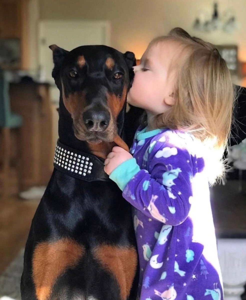 Доберман малыш