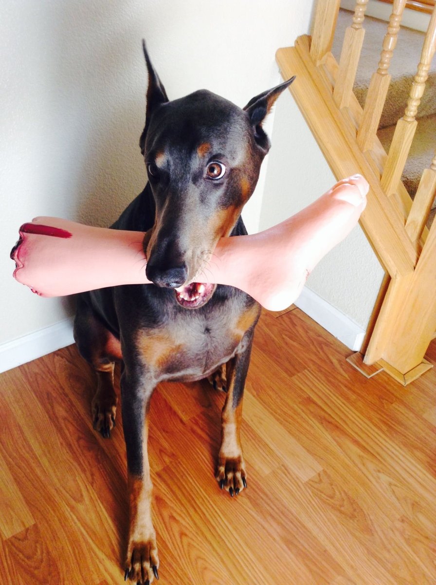 Милые собаки Доберман