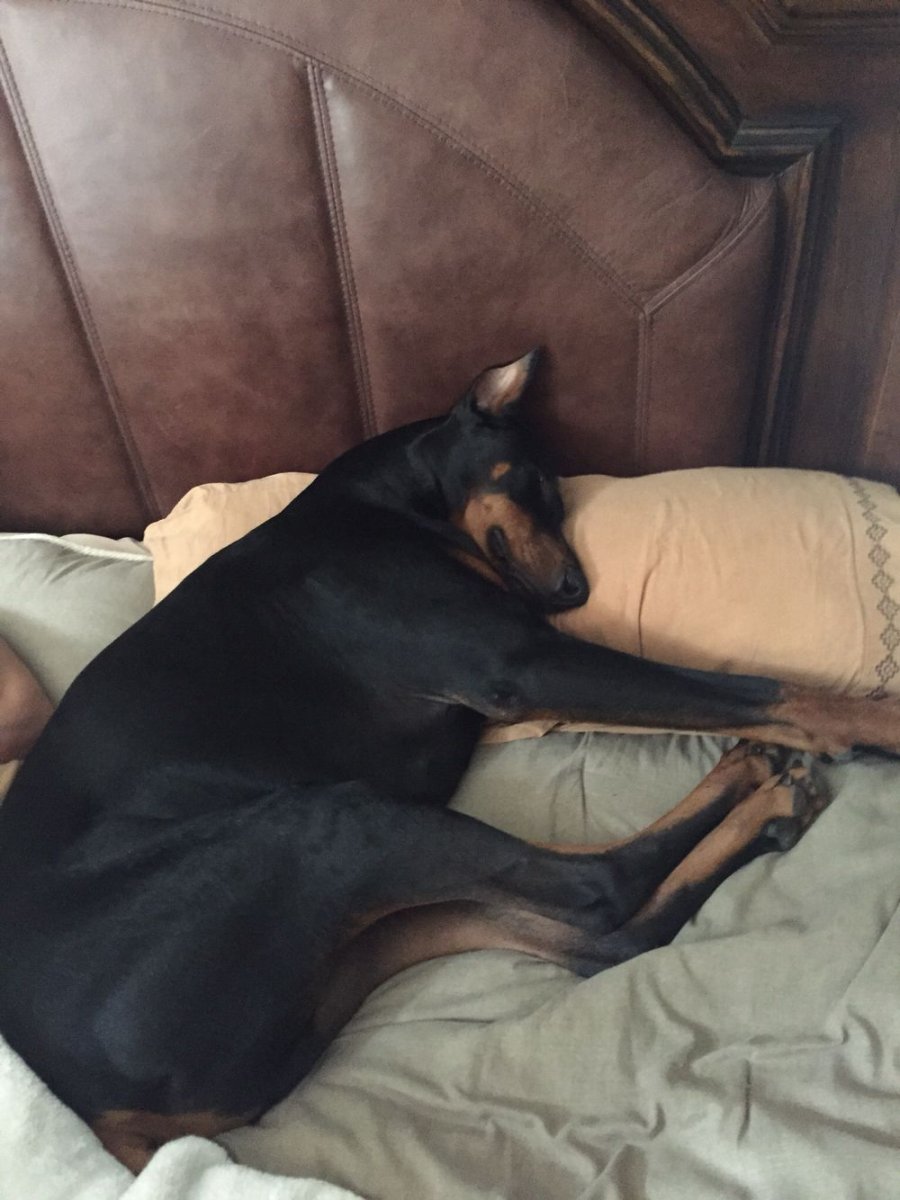 Доберман спит