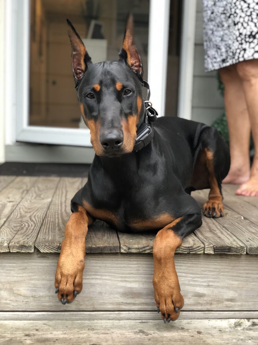 Доберман Европейский злой