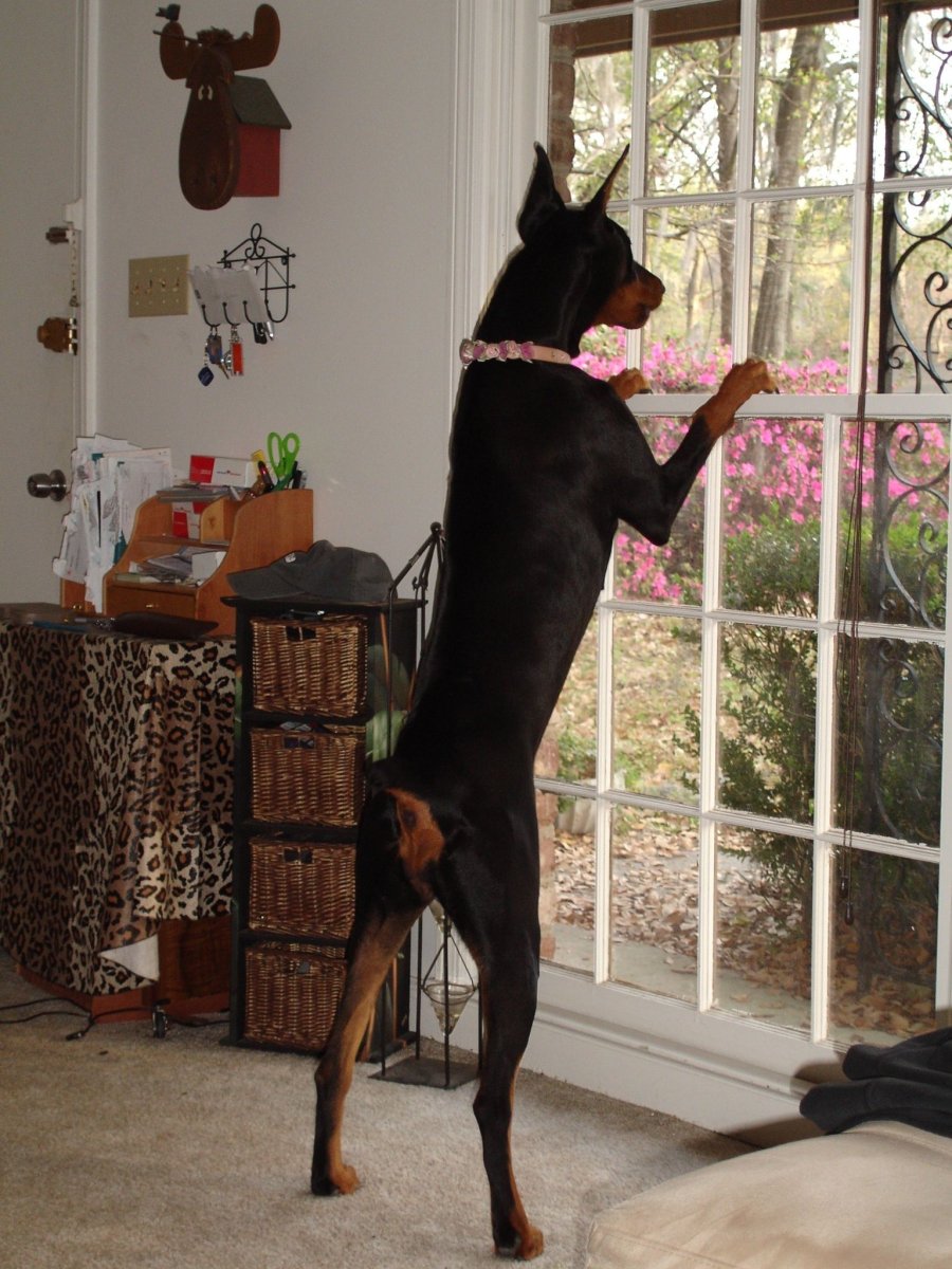 Годовалый Доберман