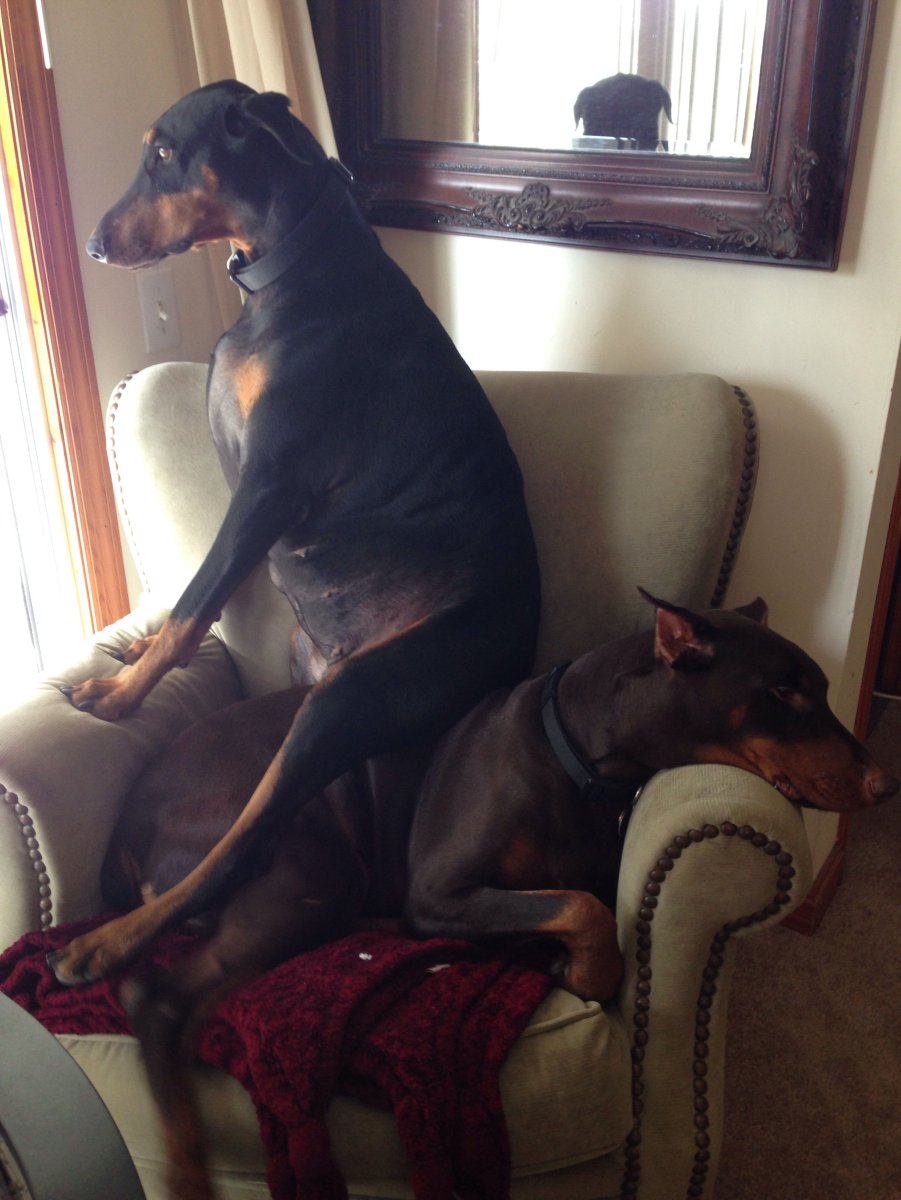 Доберман смешно спит