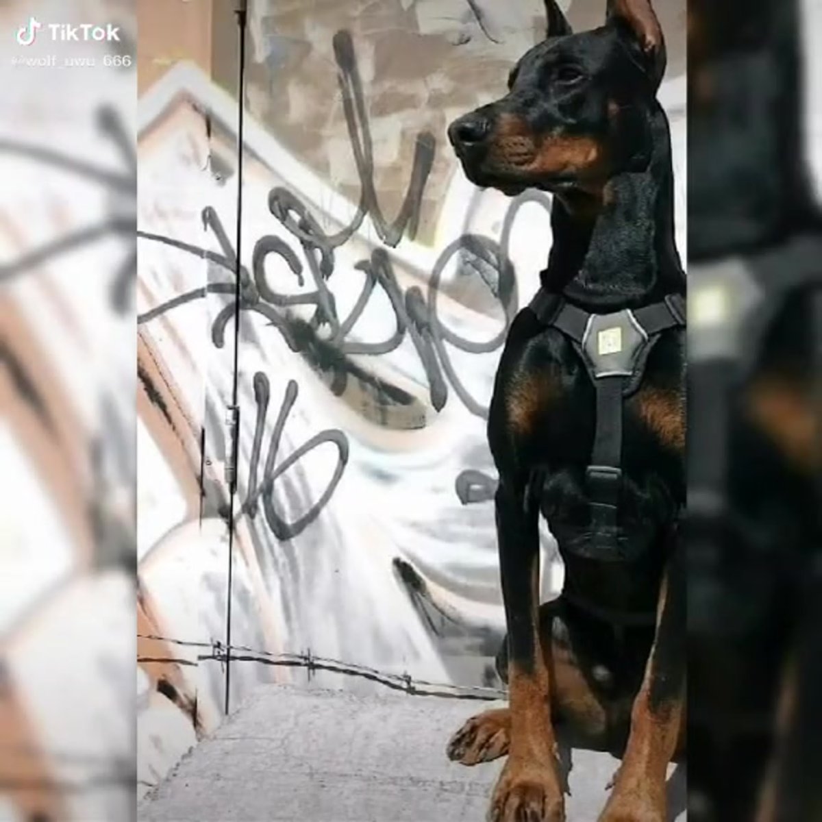 Фараон с доберманом