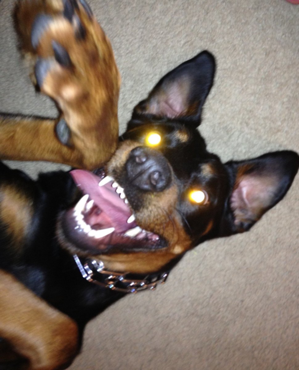 Доберман страшный