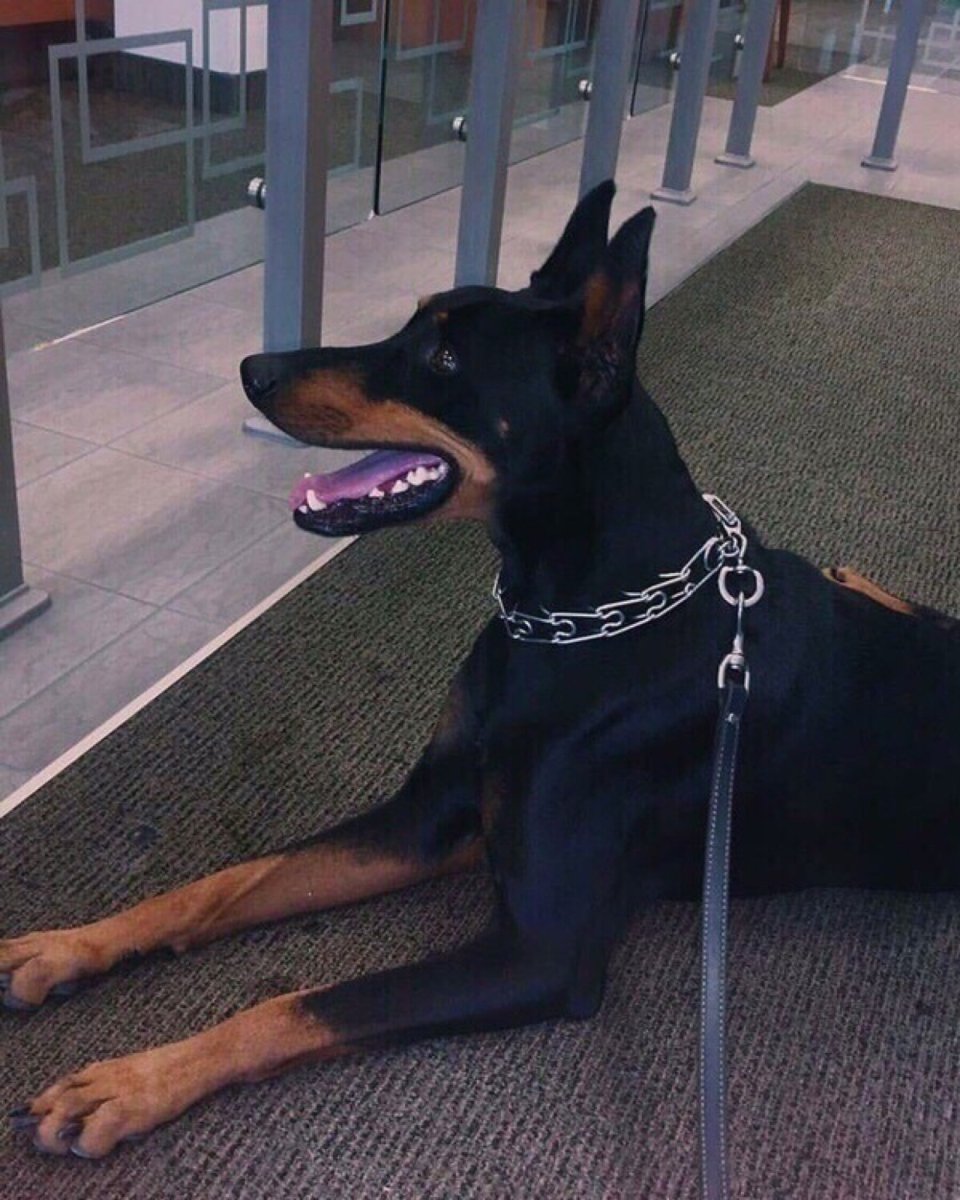 Доберман Эстетика