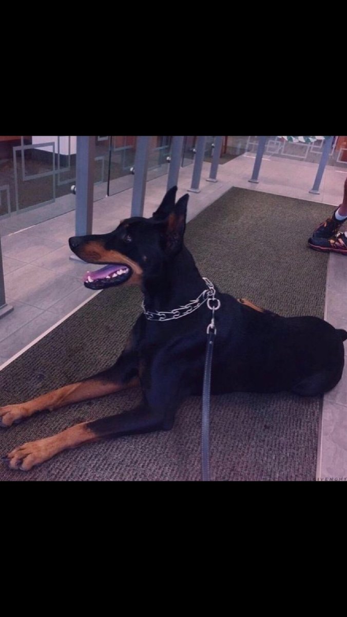 Доберман Эстетика с цепями