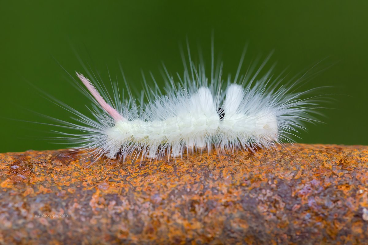 Шерстолапка Садовая гусеница