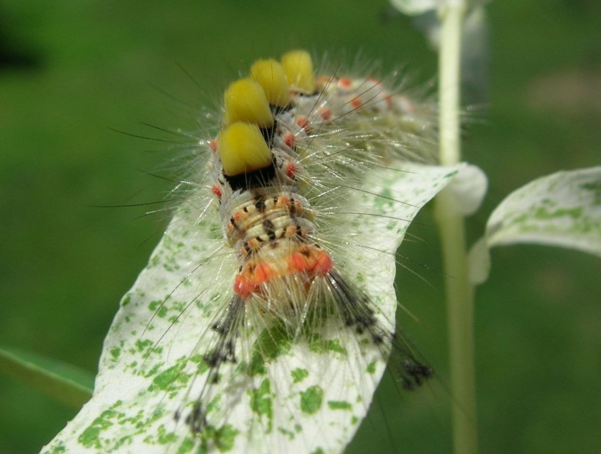 Волнянка античная Orgyia Antiqua