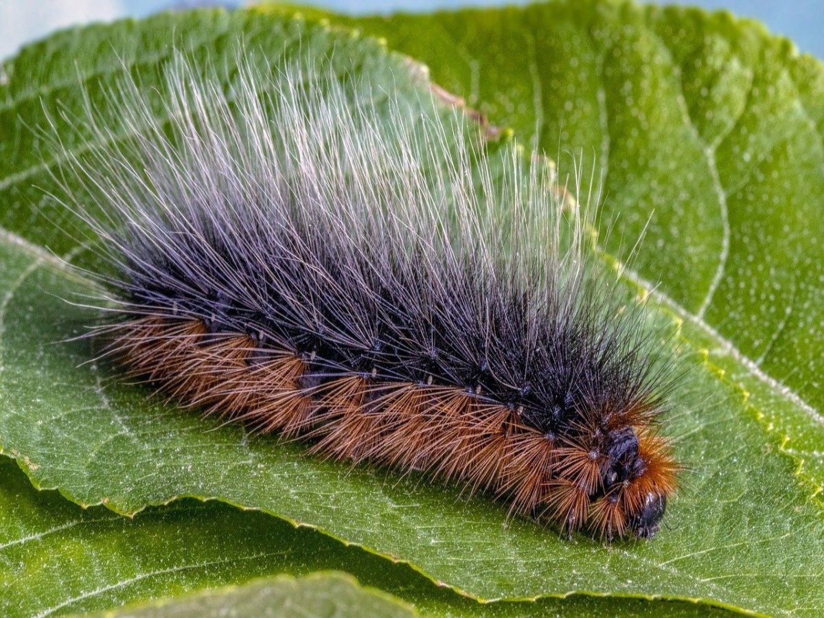 Гусеница Камышовой моли