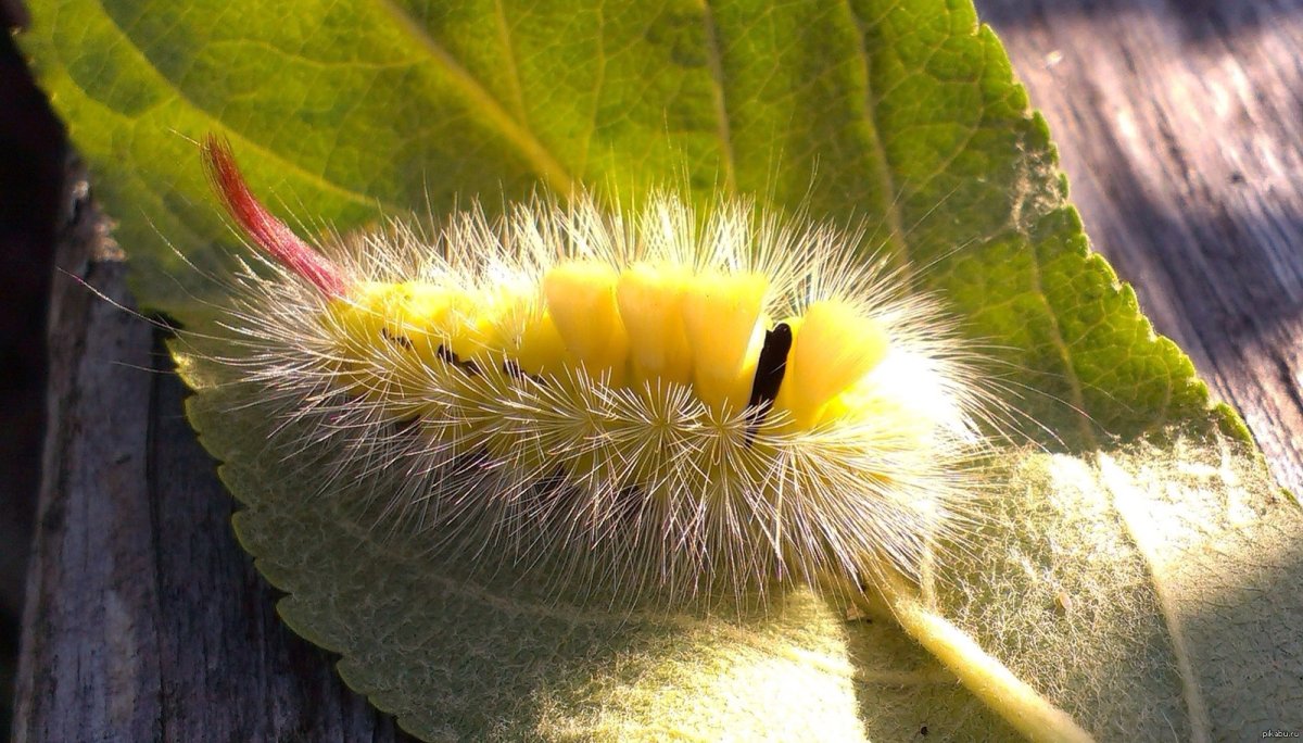 Шерстолапка Садовая гусеница