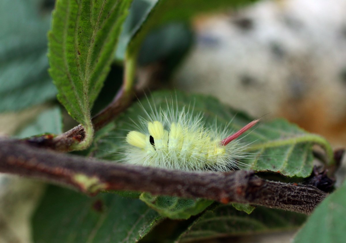 Краснохвостая гусеница