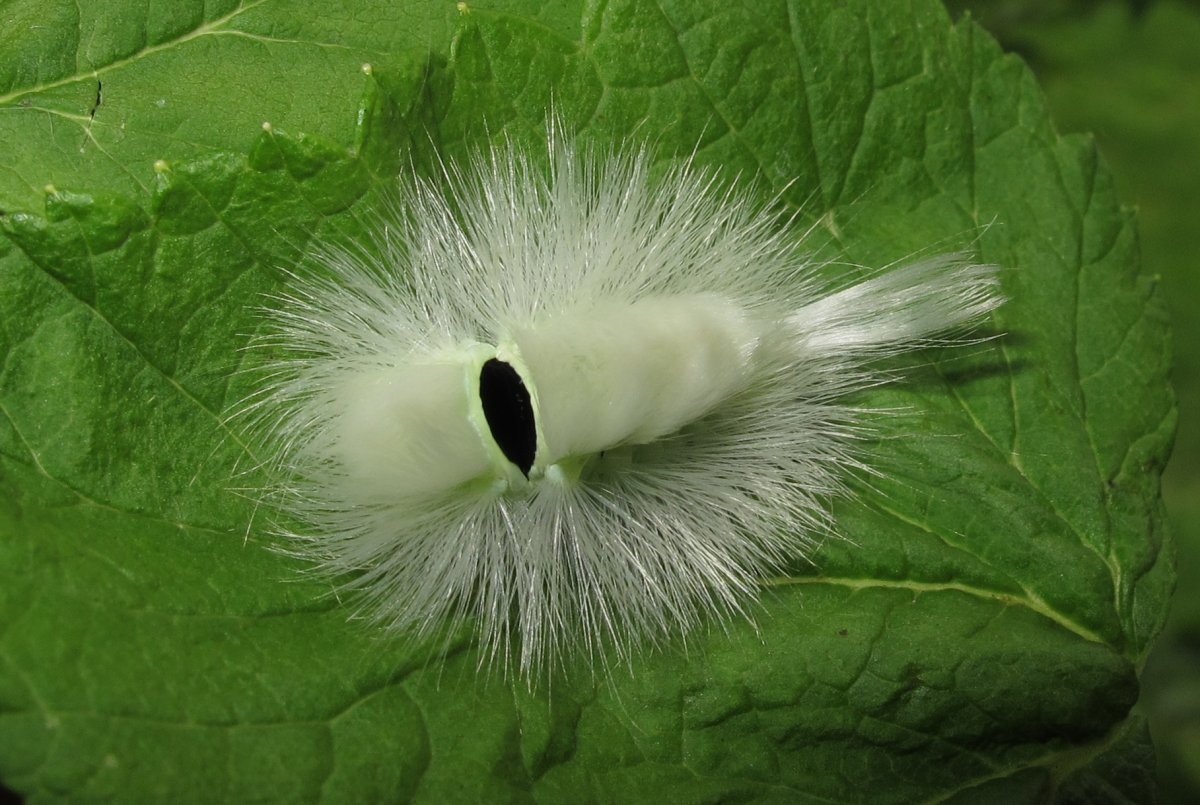 Краснохвост бабочка