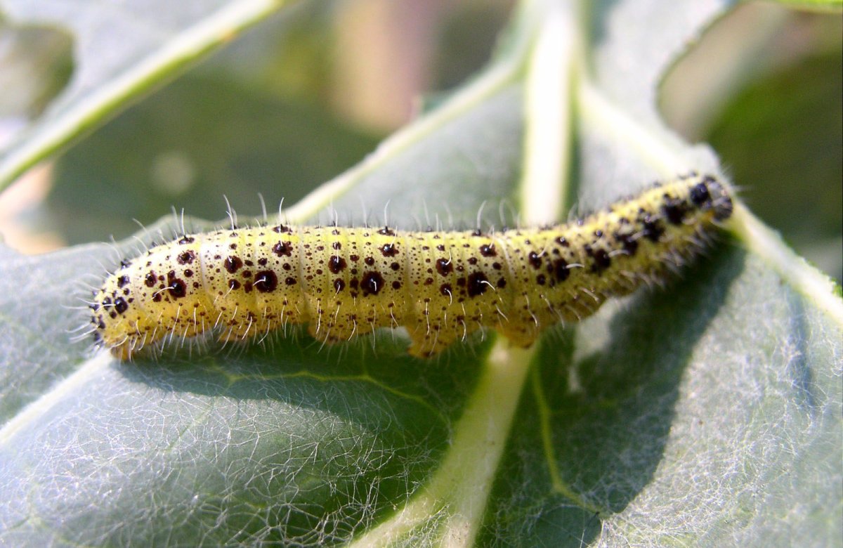 Pieris brassicae гусеница
