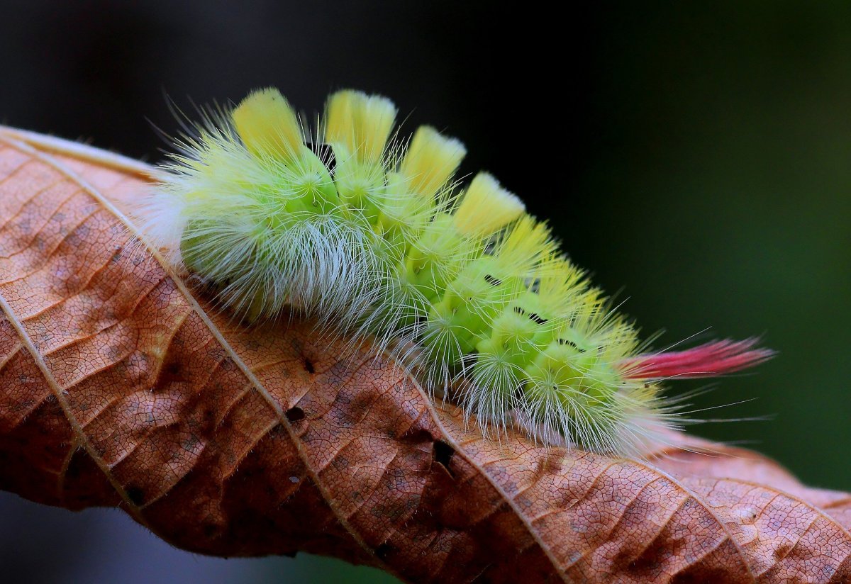 Calliteara pudibunda Шерстолапка стыдливая