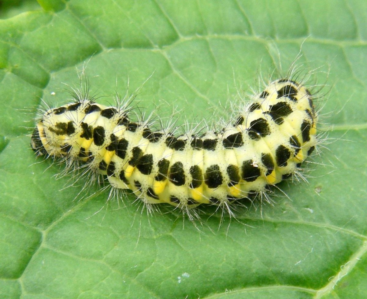 Гусеница моли «белый кедр»