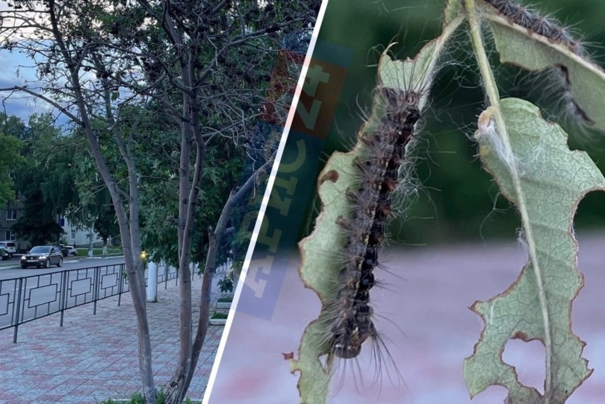 Нашествие гусениц