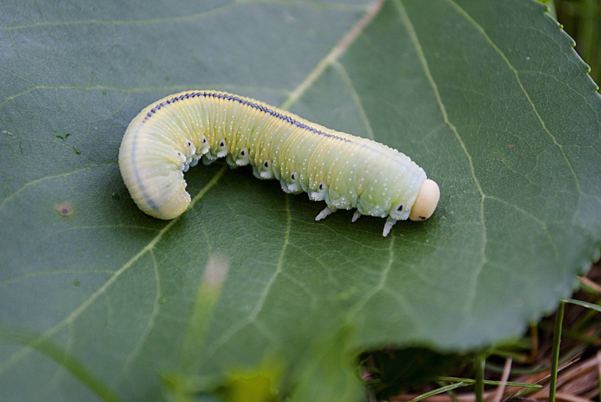 Ложногусеница пилильщика