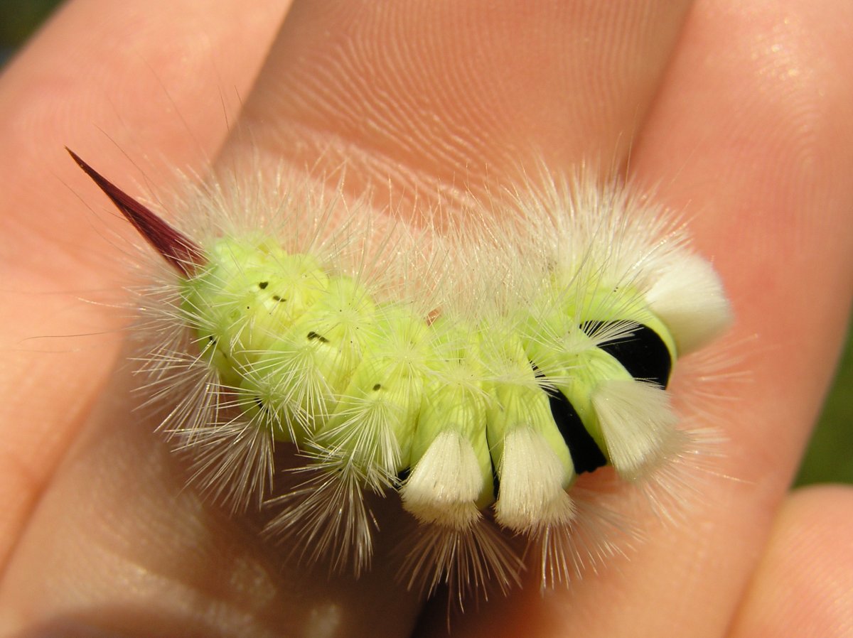 Calliteara pudibunda