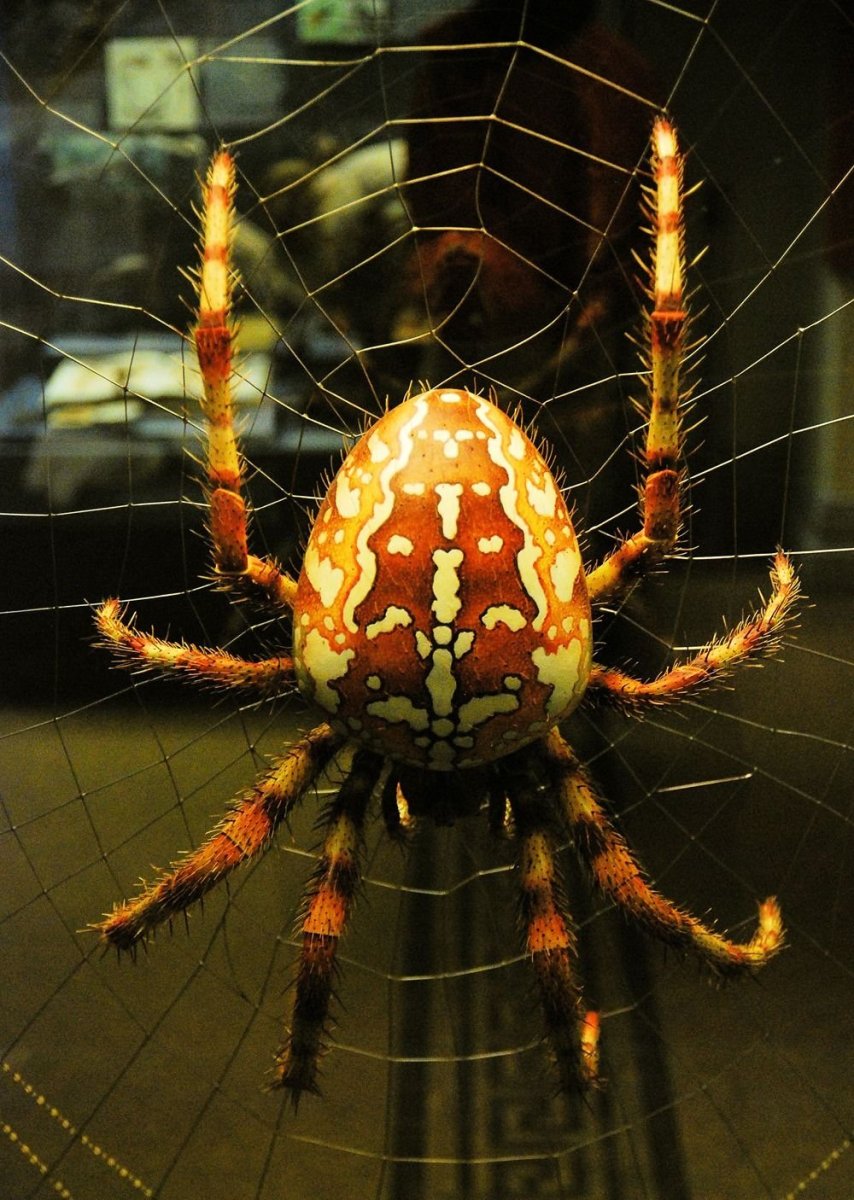 Китайский паук