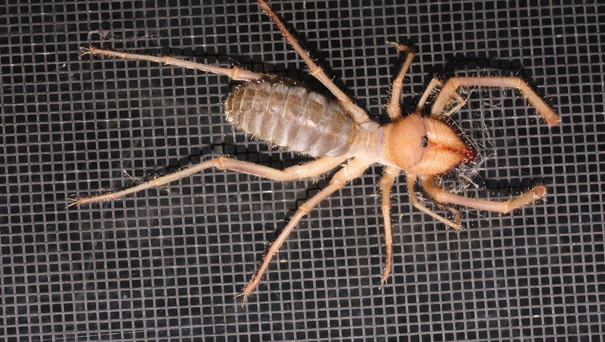 Музообаш киргизский паук