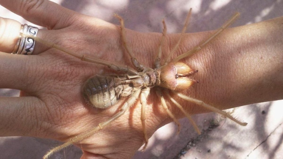 Сольпуга верблюжий паук