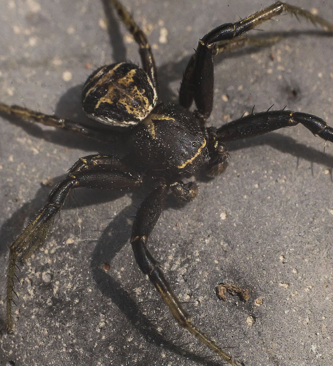 Музообаш киргизский паук