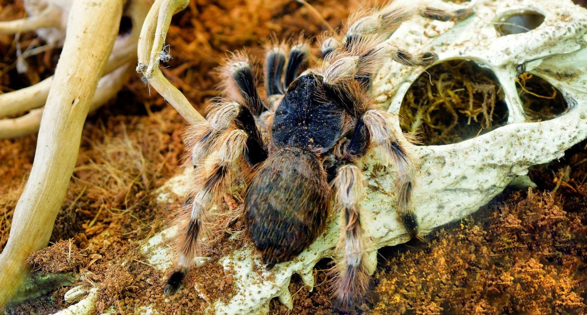 Гигантский паук