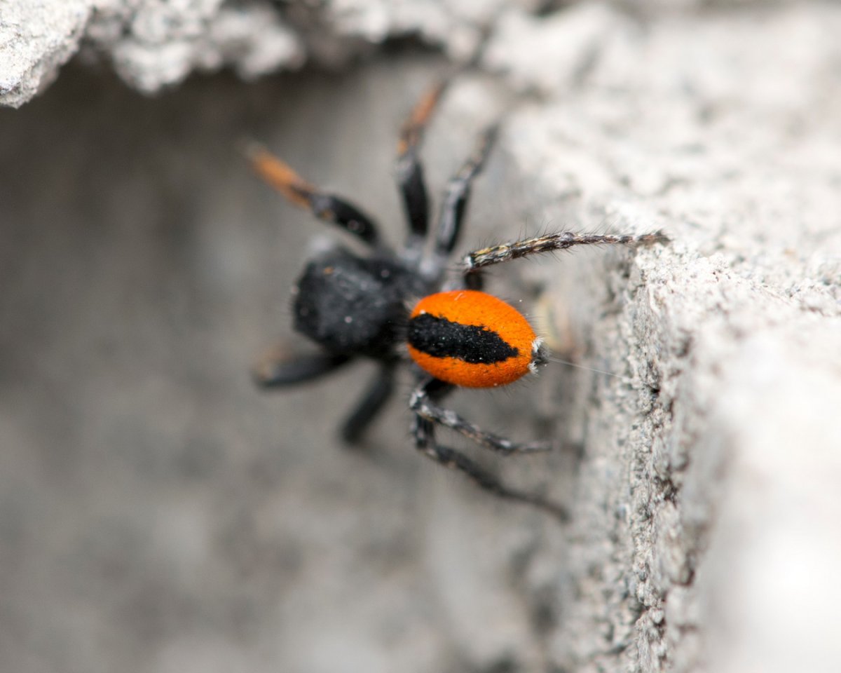 Паук чëрный с оранжевой спиной
