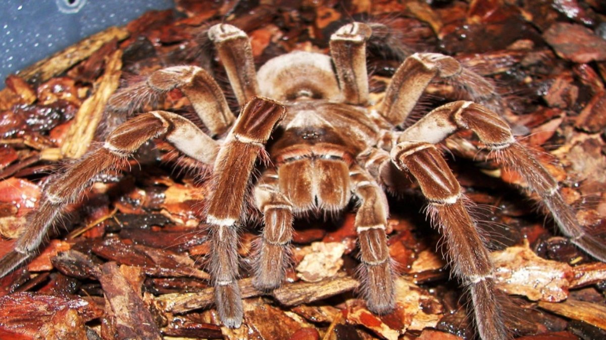 Птицеед Голиаф домашний