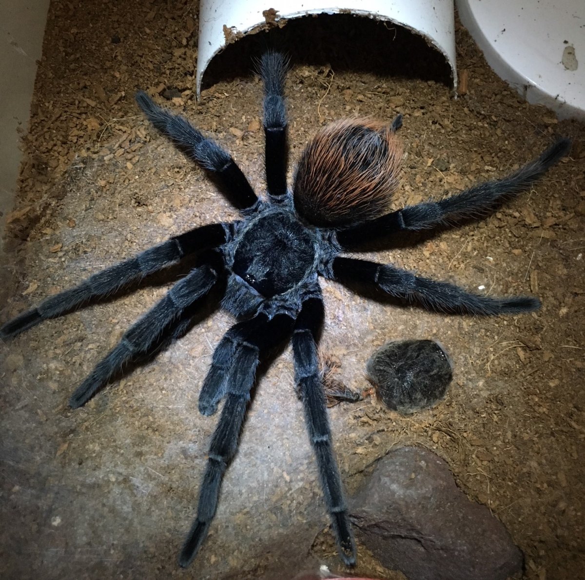Brachypelma Vagans самец