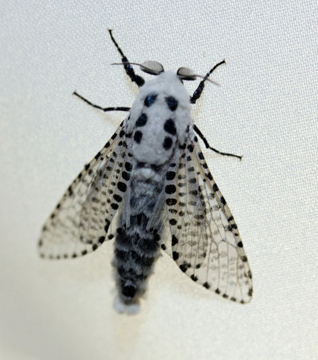 Древесница въедливая – Zeuzera pyrina l