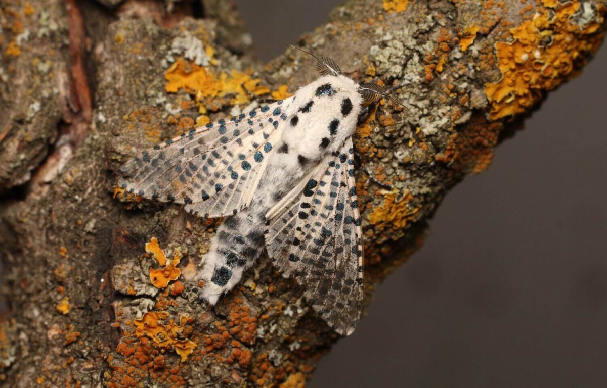 Древесница въедливая гусеница