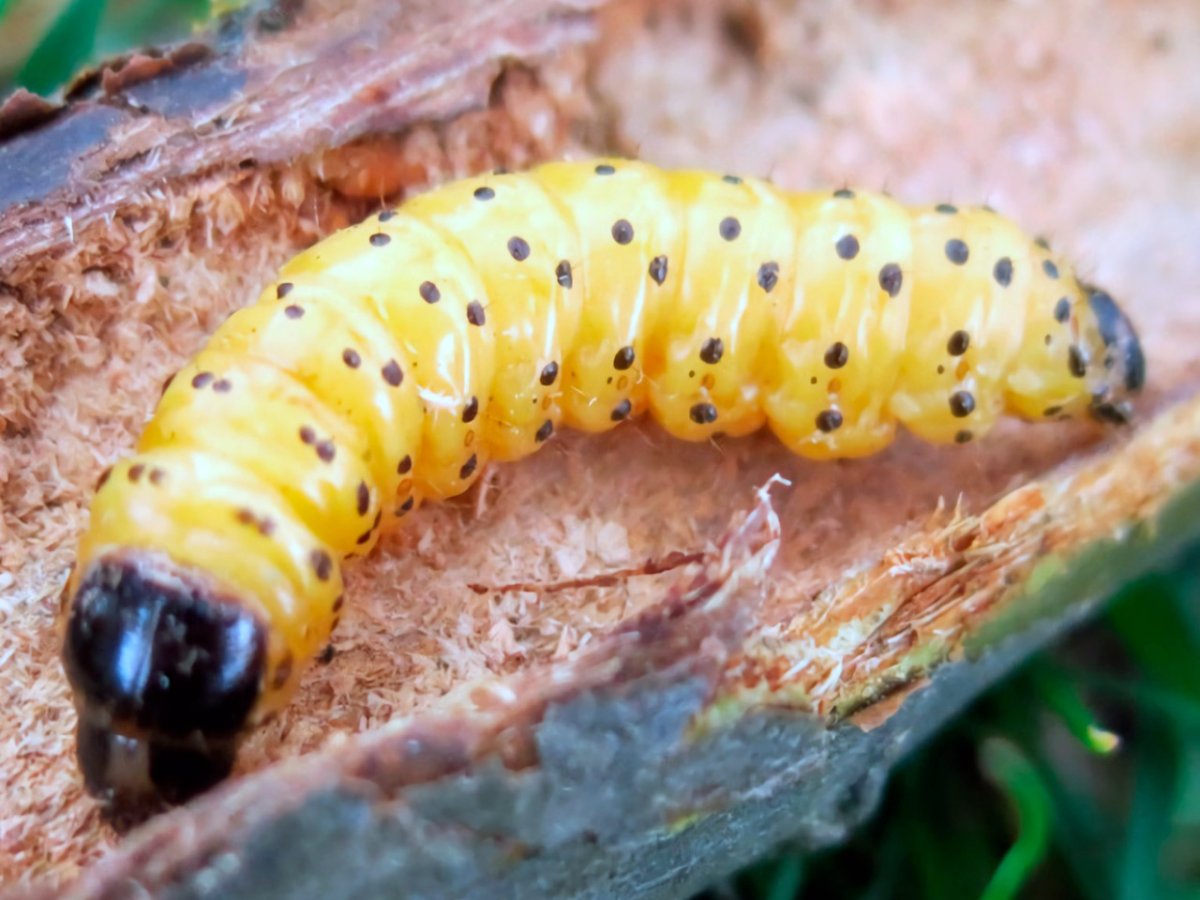Древесница въедливая гусеница