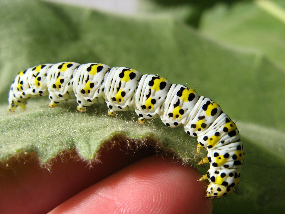 Shargacucullia verbasci