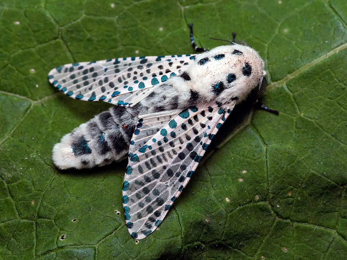 Древесница въедливая – Zeuzera pyrina l